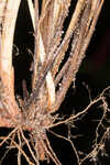 Calcium-hating sedge